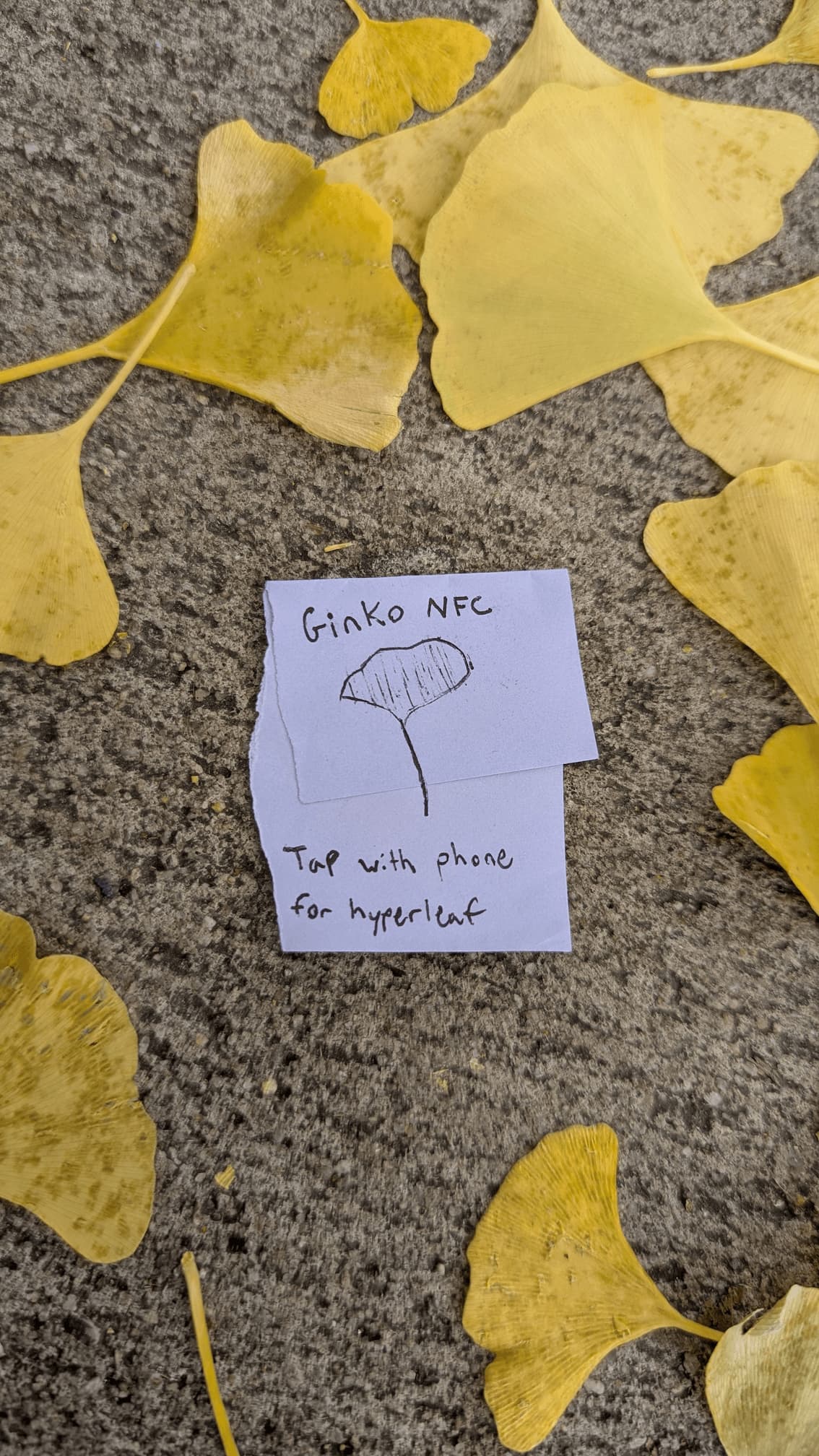 A ginko leaf drawn on a scrap of purple sticky note with the text: Ginko NFC, tap with phone for hyperleaf
