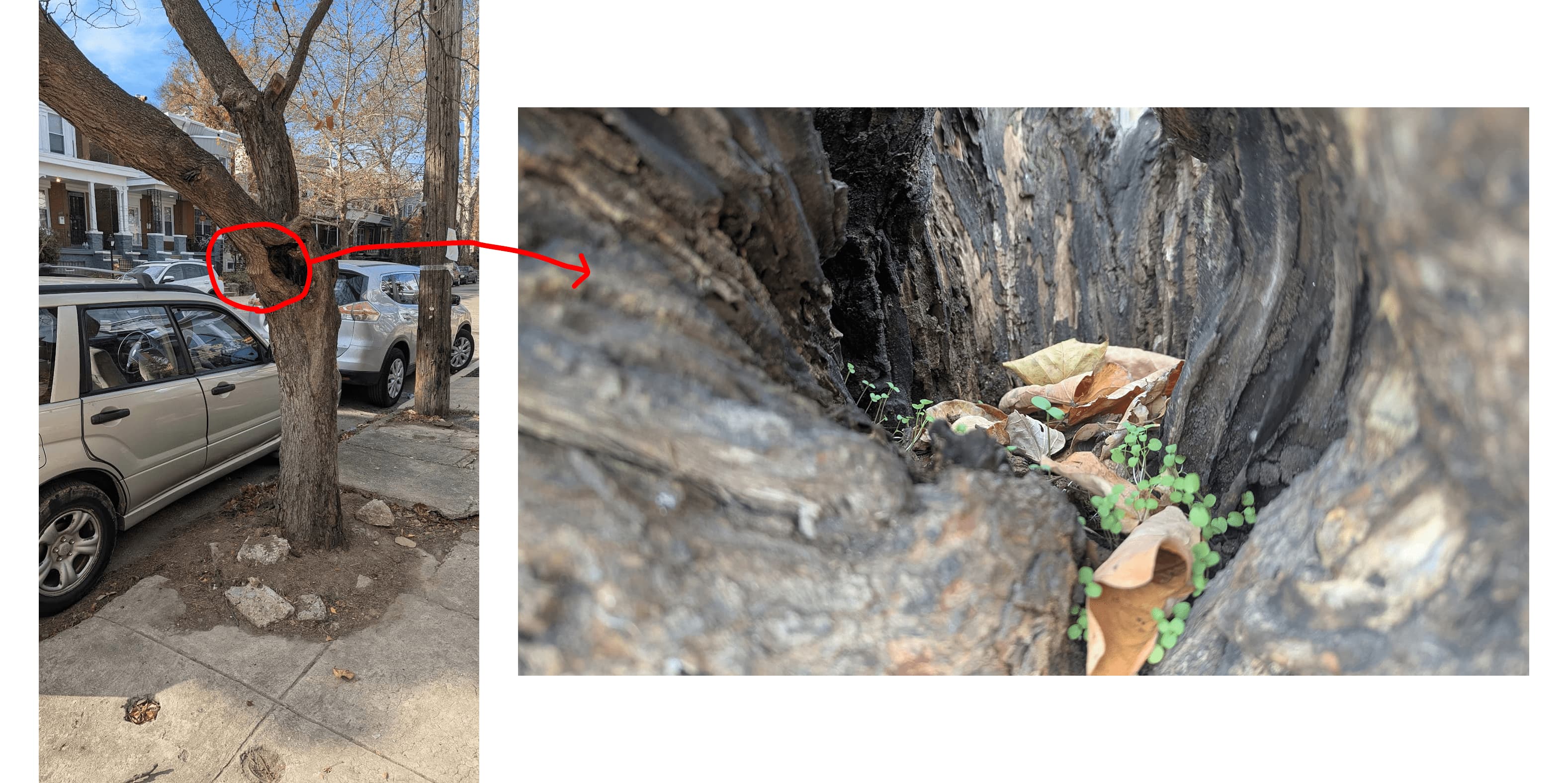 Two photos side by side: the first a picture of a tree on a car-lined sidewalk in an urban residential neighborhood. The tree is unremarkable but does have a large hollow in the center of it. There is an arrow drawn on-top of the photo, pointing to the second photo: a shot of the inside of the hollow, where beautiful little green plants are sprouting, with light falling into the hollow from above.